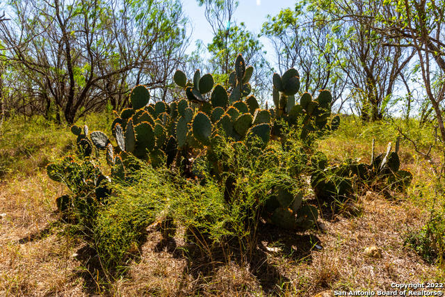 COUNTY ROAD 661, DEVINE, TX 78016, photo 1 of 12