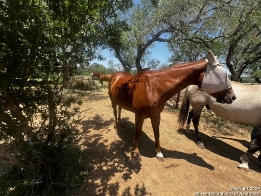 660 TREYS CREEK RD, FLORESVILLE, TX 78114, photo 2 of 50